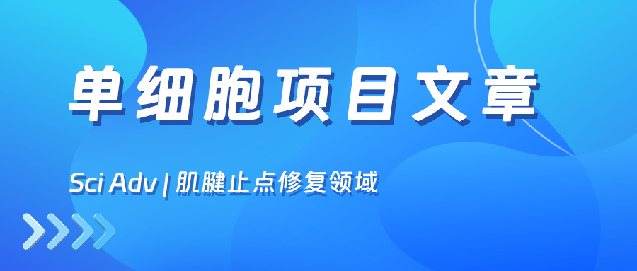 The P2X7R/NLRP3 inflammasome axis suppresses enthesis regeneration through infla